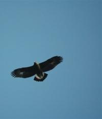 Golden Eagle thermal soaring.